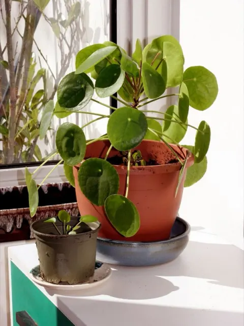 Pieniążek (pilea)